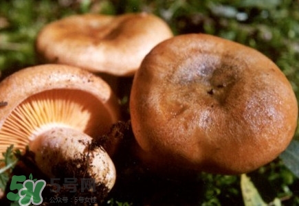 重陽菌怎么做好吃？吃重陽菌有什么好處