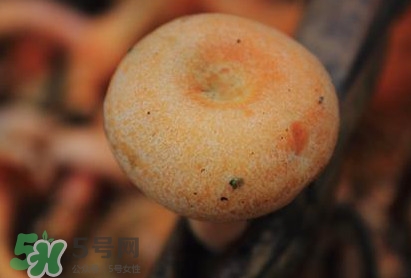 重陽(yáng)菌可以種植嗎？重陽(yáng)菌為什么不能人工種植？