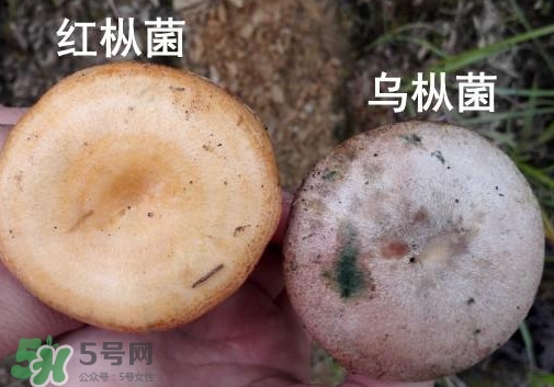 怎樣鑒別重陽菌是否有毒？重陽菌是發(fā)物嗎