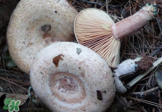重陽(yáng)菌可以種植嗎？重陽(yáng)菌為什么不能人工種植？