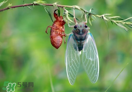 金蟬什么時(shí)候出來(lái)？金蟬什么時(shí)候出土？