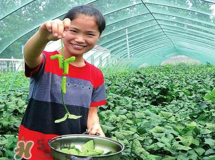 豆丹是什么？豆丹多少錢一斤？