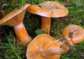 樅樹菌可以人工種植嗎？怎么鑒別樅樹菌是否有毒