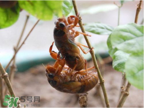知了猴可以人工養(yǎng)殖嗎？知了猴怎么養(yǎng)殖？