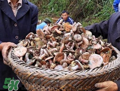 重陽菌孕婦可以吃嗎？重陽菌怎樣保存才新鮮