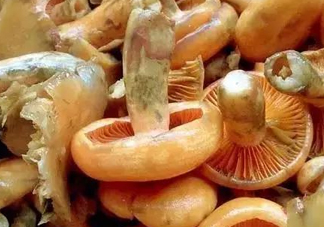 樅樹菌不能與什么同食？樅樹菌不能和什么一起吃