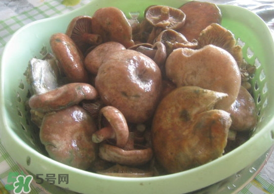 重陽菌多少錢一斤？重陽菌怎么清洗