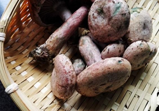 重陽菌怎么做好吃？吃重陽菌有什么好處