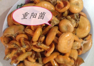重陽菌多少錢一斤？重陽菌怎么清洗