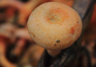 重陽菌可以種植嗎？重陽菌為什么不能人工種植？