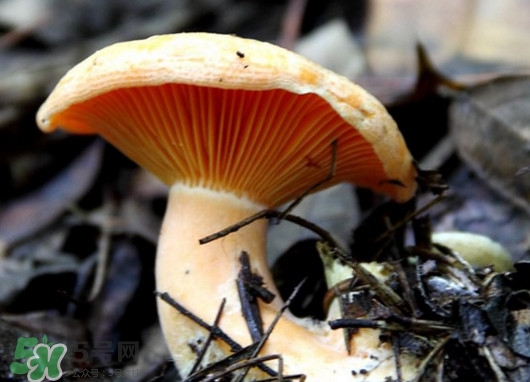 樅樹菌怎樣保存至冬季？樅樹菌能和榨菜一起吃嗎