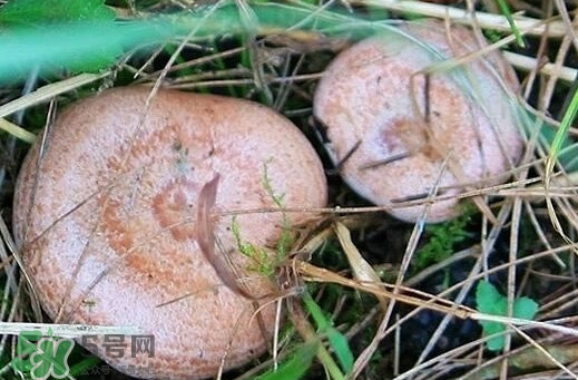 重陽菌怎么做好吃？吃重陽菌有什么好處