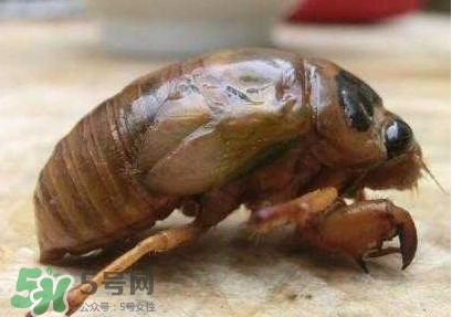 幼蟬猴多少錢一斤？幼蟬猴幾月份有