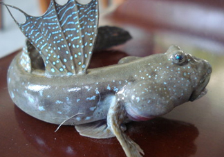 彈涂魚(yú)是兩棲動(dòng)物嗎？彈涂魚(yú)營(yíng)養(yǎng)價(jià)值有哪些