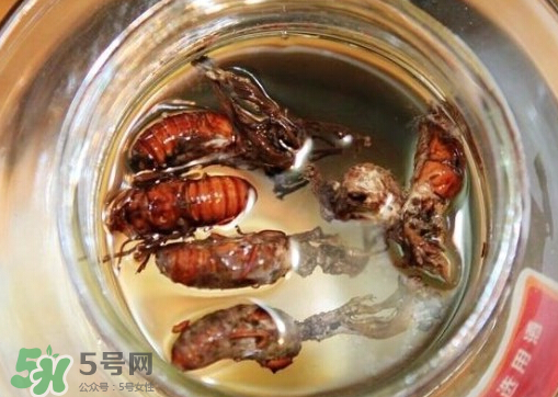 知了猴可以泡酒嗎？金蟬可以泡酒嗎？