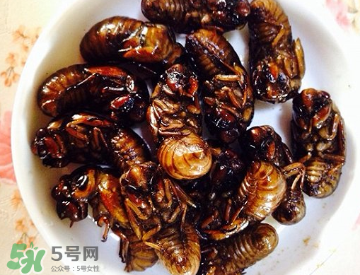 知了猴可以泡酒嗎？金蟬可以泡酒嗎？