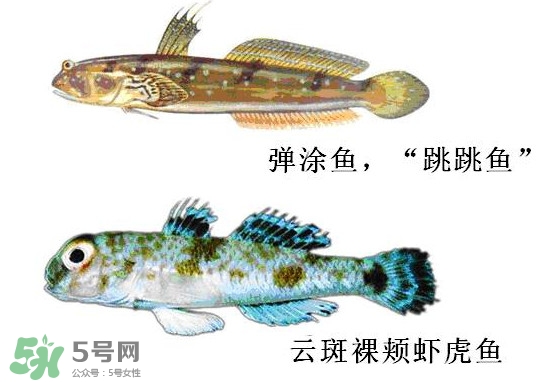 彈涂魚多少錢一斤？彈涂魚有毒嗎