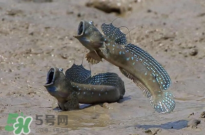 跳跳魚是什么魚？跳跳魚是不是泥鰍