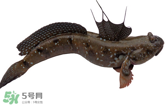 跳跳魚多少錢一斤？跳跳魚是淡水魚嗎？