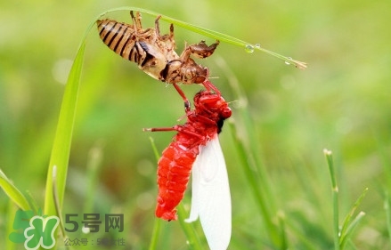 蟬蛹能吃嗎？蟬蛹怎么做好吃