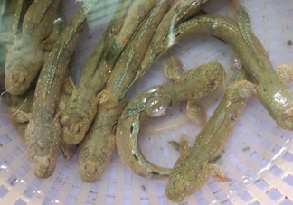 彈涂魚(yú)多少錢(qián)一斤？彈涂魚(yú)有毒嗎