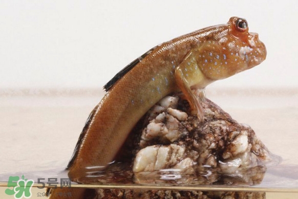 彈涂魚(yú)能吃嗎？彈涂魚(yú)怎么抓