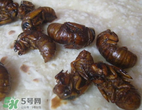 蟬蛹可以保存多長(zhǎng)時(shí)間？蟬蛹冰凍起來能保存多久