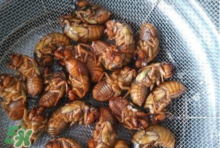 蟬蛹怎么處理？蟬蛹怎么保存