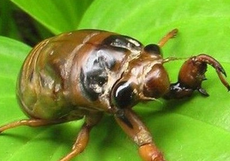 幼蟬猴多少錢一斤？幼蟬猴幾月份有