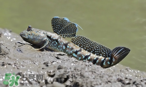 彈涂魚怎么吃？彈涂魚怎么燒好吃
