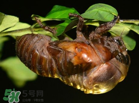 水煮蟬蛹怎么做？蟬蛹煮多久可以熟？