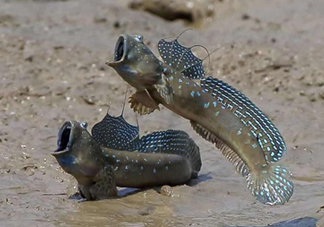 跳跳魚是什么魚？跳跳魚是不是泥鰍