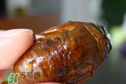 幼蟬猴怎么抓？幼蟬猴什么時候抓最好