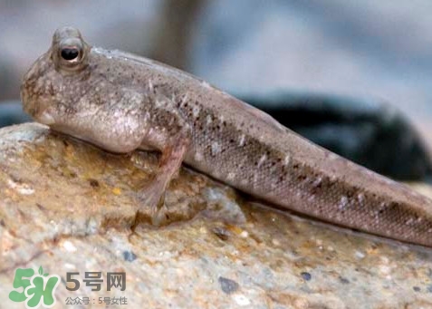 跳跳魚是什么魚？跳跳魚是不是泥鰍