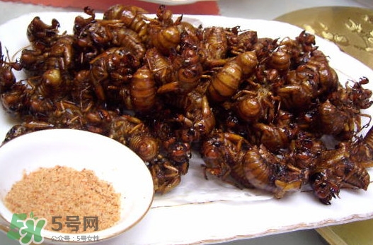 蟬蛹里面黑色的能吃嗎？蟬蛹是怎么形成的