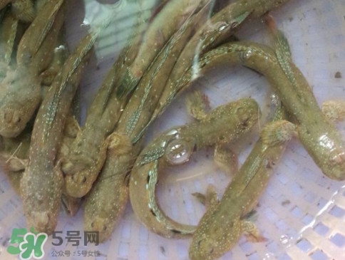 跳跳魚怎么做好吃？跳跳魚的最好吃做法
