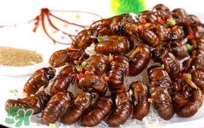 蟬蛹可以多吃嗎？蟬蛹多吃會(huì)怎么樣？