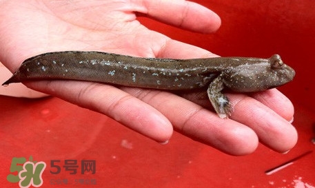 彈涂魚怎么吃？彈涂魚怎么燒好吃