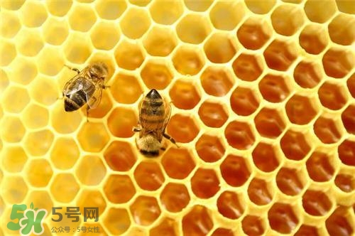 三伏貼能治過敏性鼻炎嗎？三伏貼治過敏性鼻炎貼哪里？