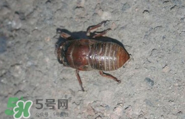 幼蟬猴怎么做好吃？幼蟬猴有什么營(yíng)養(yǎng)價(jià)值