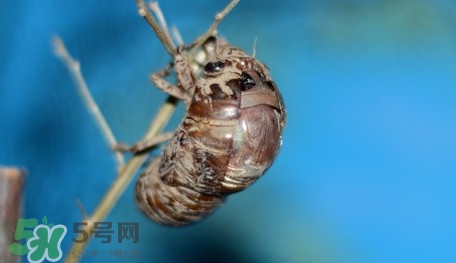 幼蟬猴怎么保存？幼蟬猴怎么清洗