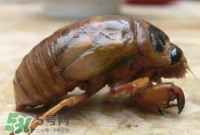 幼蟬猴怎么保存？幼蟬猴怎么清洗