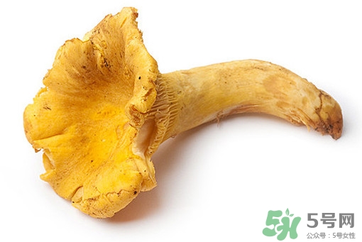 雞油菌多少錢一斤？雞油菌和雞樅菌有什么區(qū)別