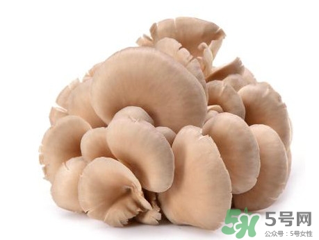 平菇怎么吃最有營養(yǎng)？平菇長白毛還能吃嗎