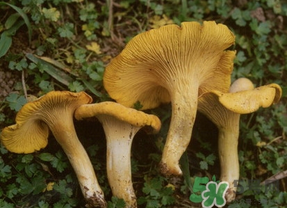 雞油菌多少錢一斤？雞油菌和雞樅菌有什么區(qū)別