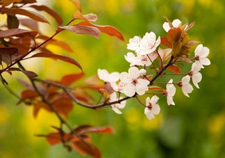 紫葉李什么時候開花？紫葉李什么時候成熟