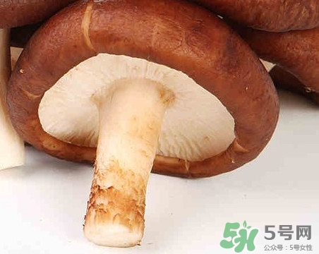 香菇是蘑菇嗎？香菇和蘑菇有什么區(qū)別