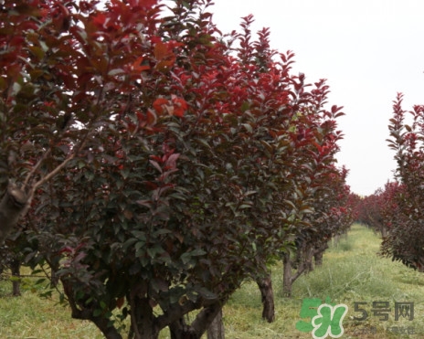 紫葉李什么時(shí)候開(kāi)花？紫葉李什么時(shí)候成熟