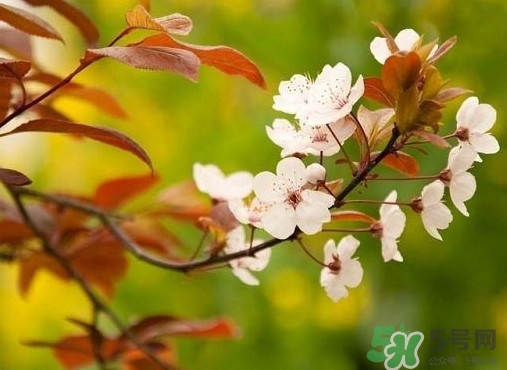紫葉李什么時(shí)候開(kāi)花？紫葉李什么時(shí)候成熟