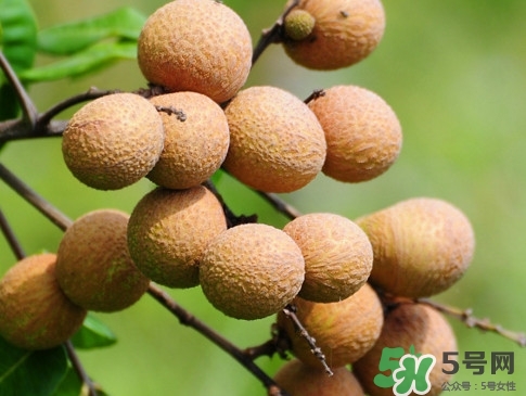 龍眼每天吃多少合適？龍眼一天最多吃幾個(gè)